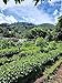 Tesoros Del Pais Green Unroasted Coffee Beans Ahuachapan, El Salvador Single Estate High Elevation (Honey washed, 3 lb)