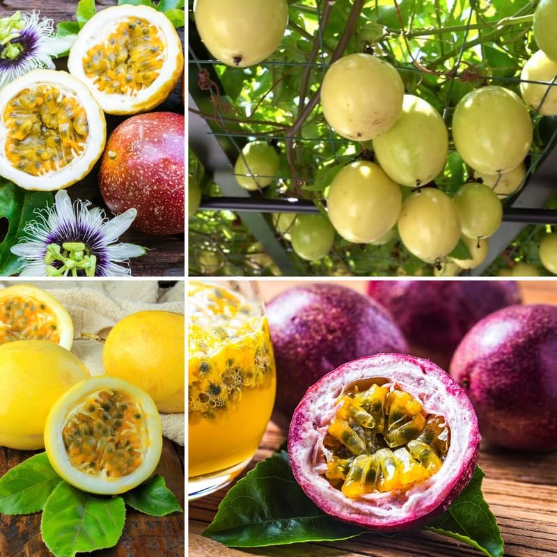 Mixed Passionfruit Tree Live Plant, Passion Fruit Vine for Planting, 4-8 Inches Tall