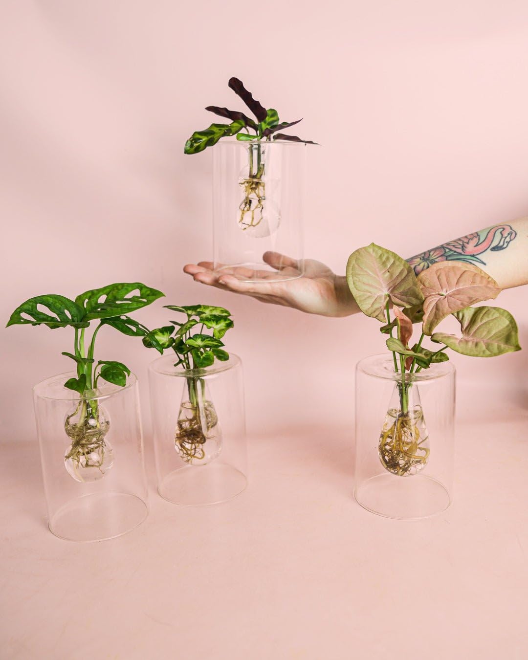 Sydney - Plantas Hidroponicas | Soporte Cristal | Pur Plant