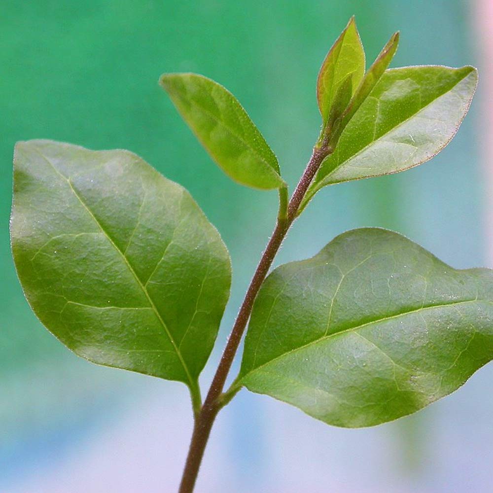 Bonsai Ligustrum Baum Lebende Zimmerpflanze im 15cm Topf