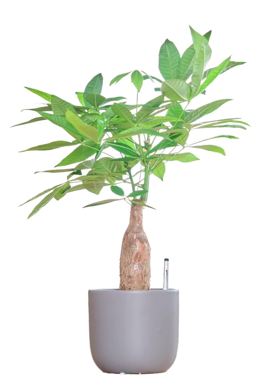 観葉植物 観葉植物 パキラ 編み込み セメント鉢 コンクリート キューブ おしゃれ