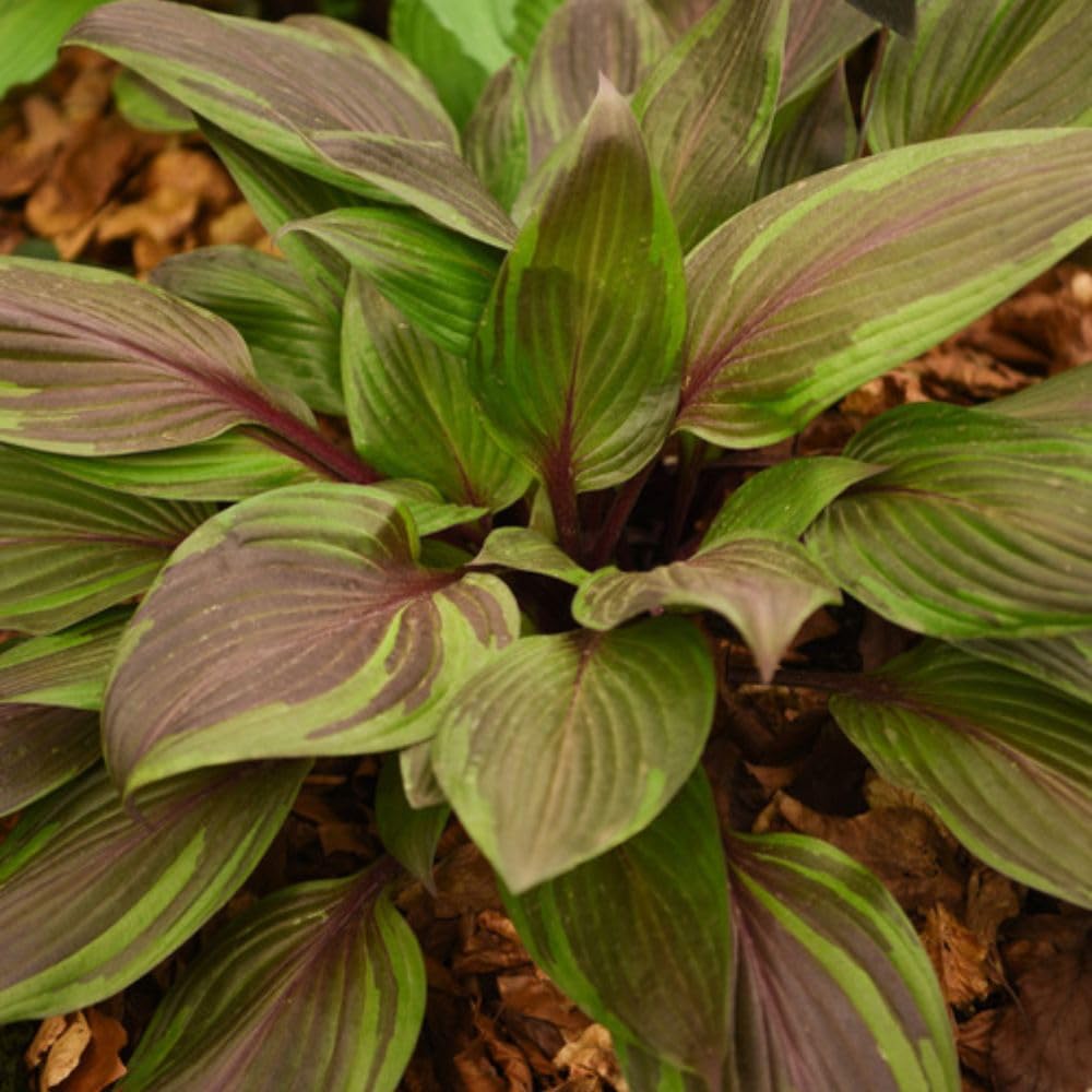 Hosta 'Red Ninja' Hardy Perennial 3 x 9cm Pot Shade Plant T&M