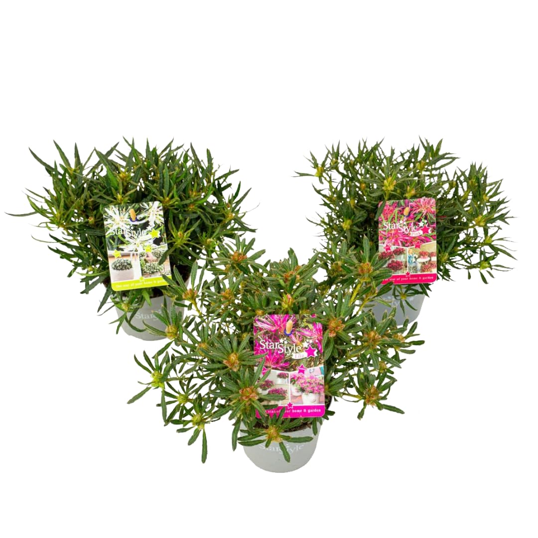 dünger für taxus Ammonsulfatsalpeter N26 Stickstoff-Dünger – TerraDomi Onlineshop