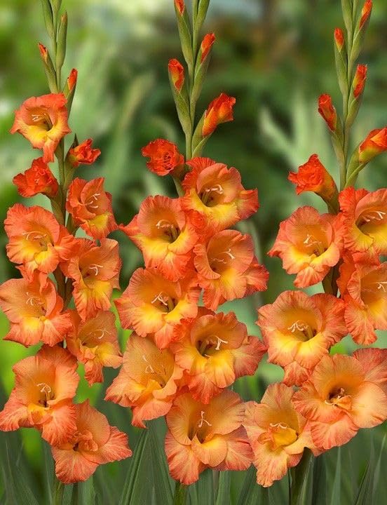 Radha Krishna Agriculture® Gladiolus Flower Bulbs All session Imported Vearty for Home and Gardening Pack of 5 bulbs (ORANGE)