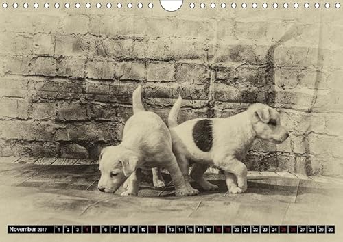 Parson Jack Russel Welpen (Wandkalender 2017 DIN
