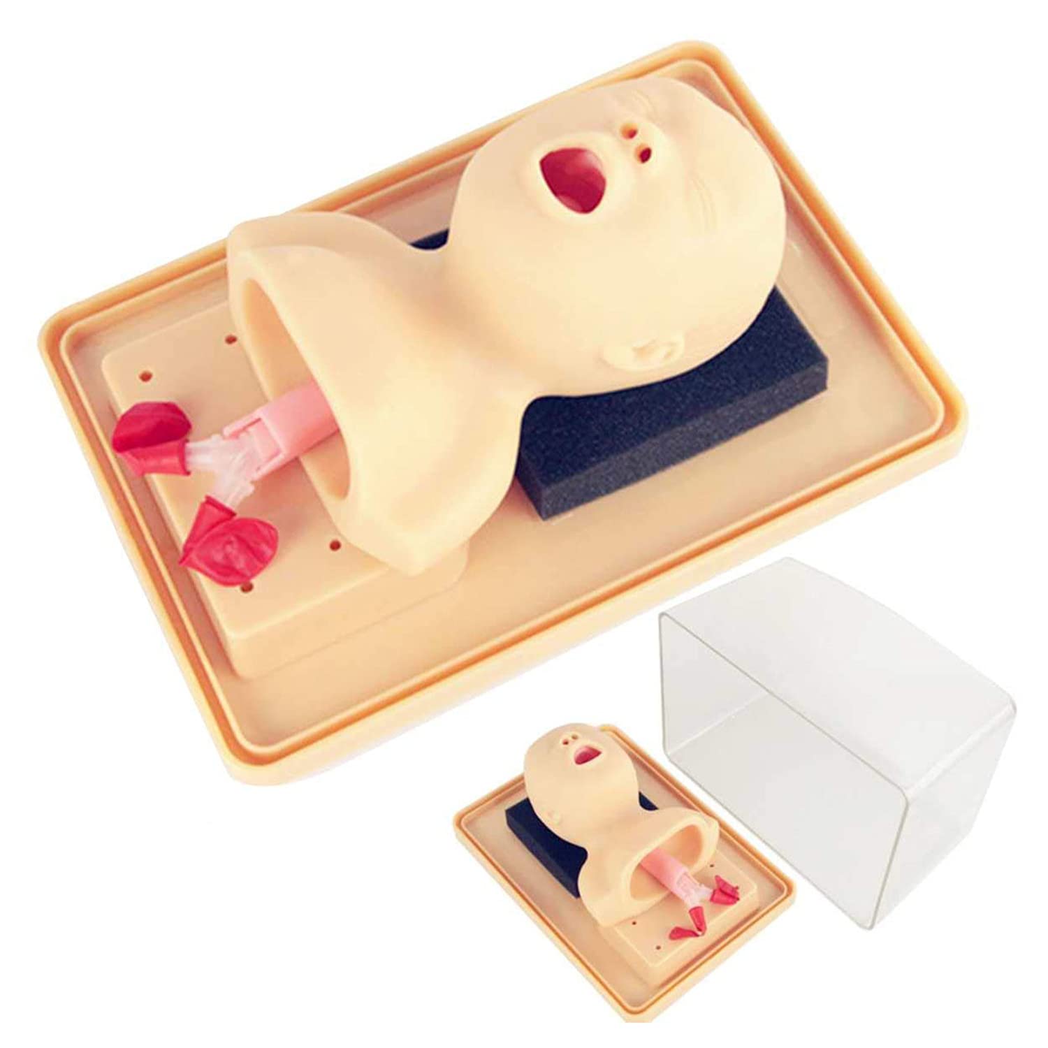 Buy BILXXY Advanced Adult Intubation Model, PVC Intubation Manikin