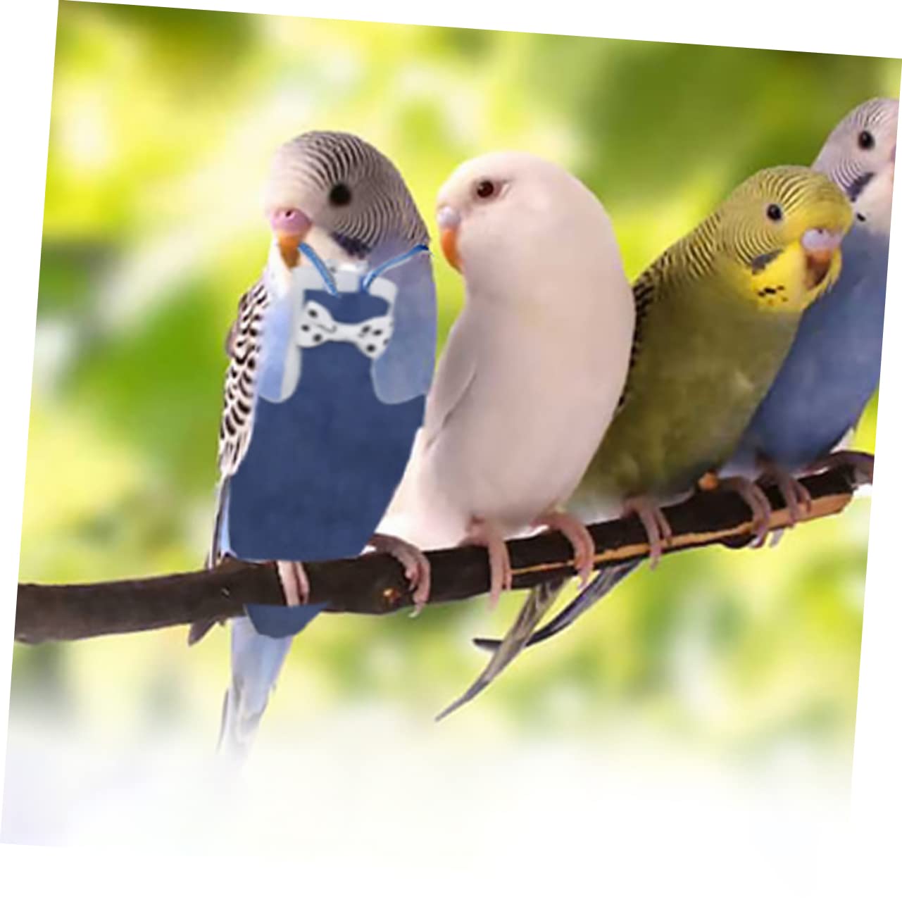Parrot Hoodie, Trui voor Papegaaien