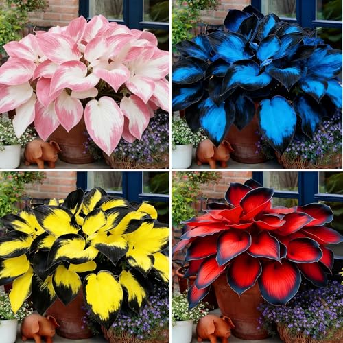 Mixrug Hosta Seeds for Planting, 200+pcs Rare Perennial Hosta Flower Seeds, Non-GMO Heirloom Long Blooming Plants Shaded Entry Pathway Flowers for Garden Outdoors