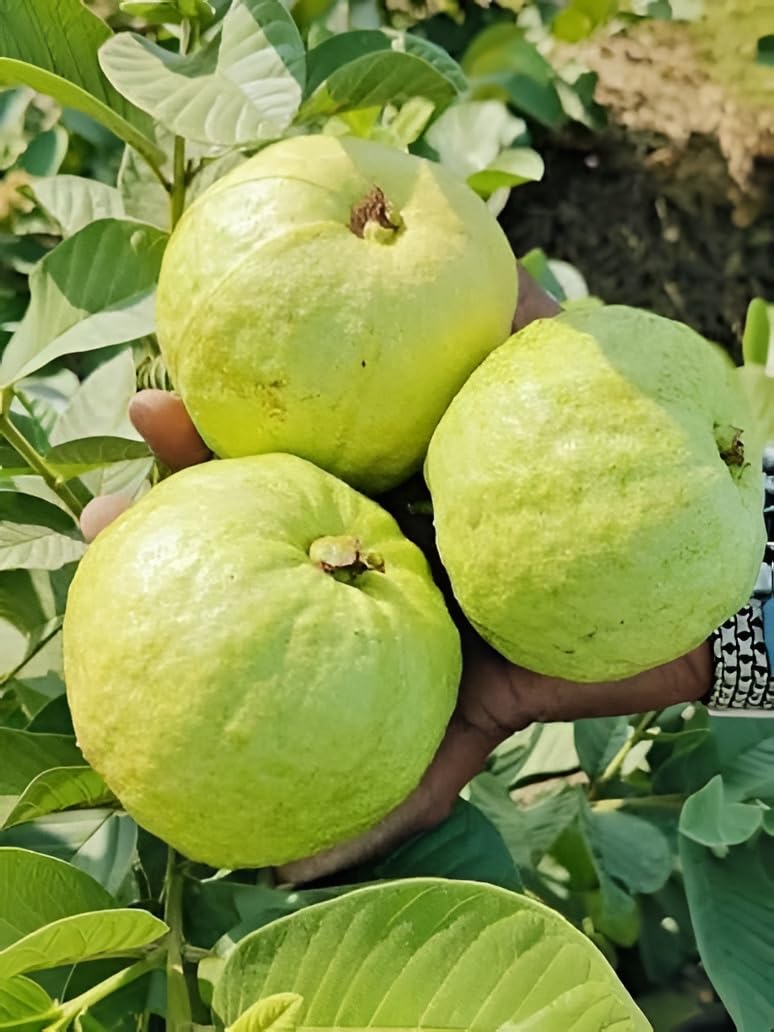 " Hybrid All Season Guava Plant Live - Thai Golden -8 Tropical Fruit Plant Grafted -High Yield Growing Indoor & Outdoor, Pot, Home Garden (pack of 1)"-image-39
