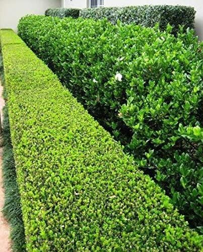 Miniatura 6 de Buxus Microphylla - 3 plantas grandes de boj vivas de tamaño de galón - Arbusto formal de hoja perenne de bajo mantenimiento