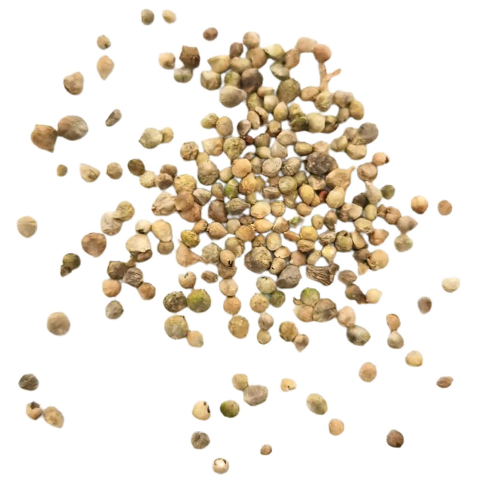 YAYOYO 200Pcs Vegetable Seeds for Vegetarian Gynura Cusimbua Seeds Glossy Leaves Green Perennial Vegetable Seeds for Home Outdoor Garden Seed 1size