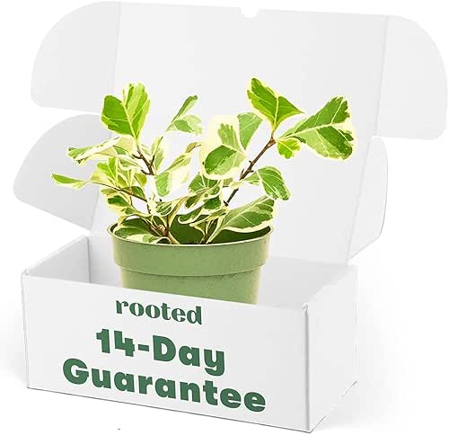 Rooted Variegated Triangle Ficus, Ficus Triangularis 'Variegata', Live, Live Indoor,