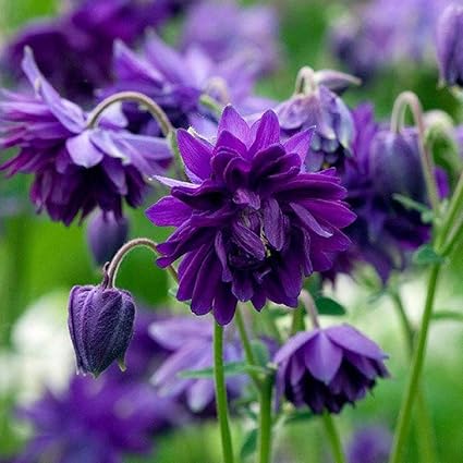 Amazon 宿根草 アクイレギア ブルーバロー オダマキ 2株セット イングリッシュガーデン 花