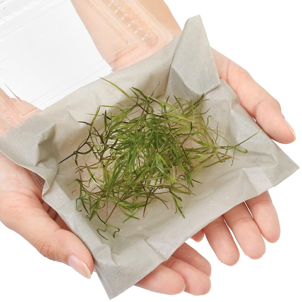 Amazon.co.jp: （水草）ナヤス（無農薬）（1パック） : ペット用品