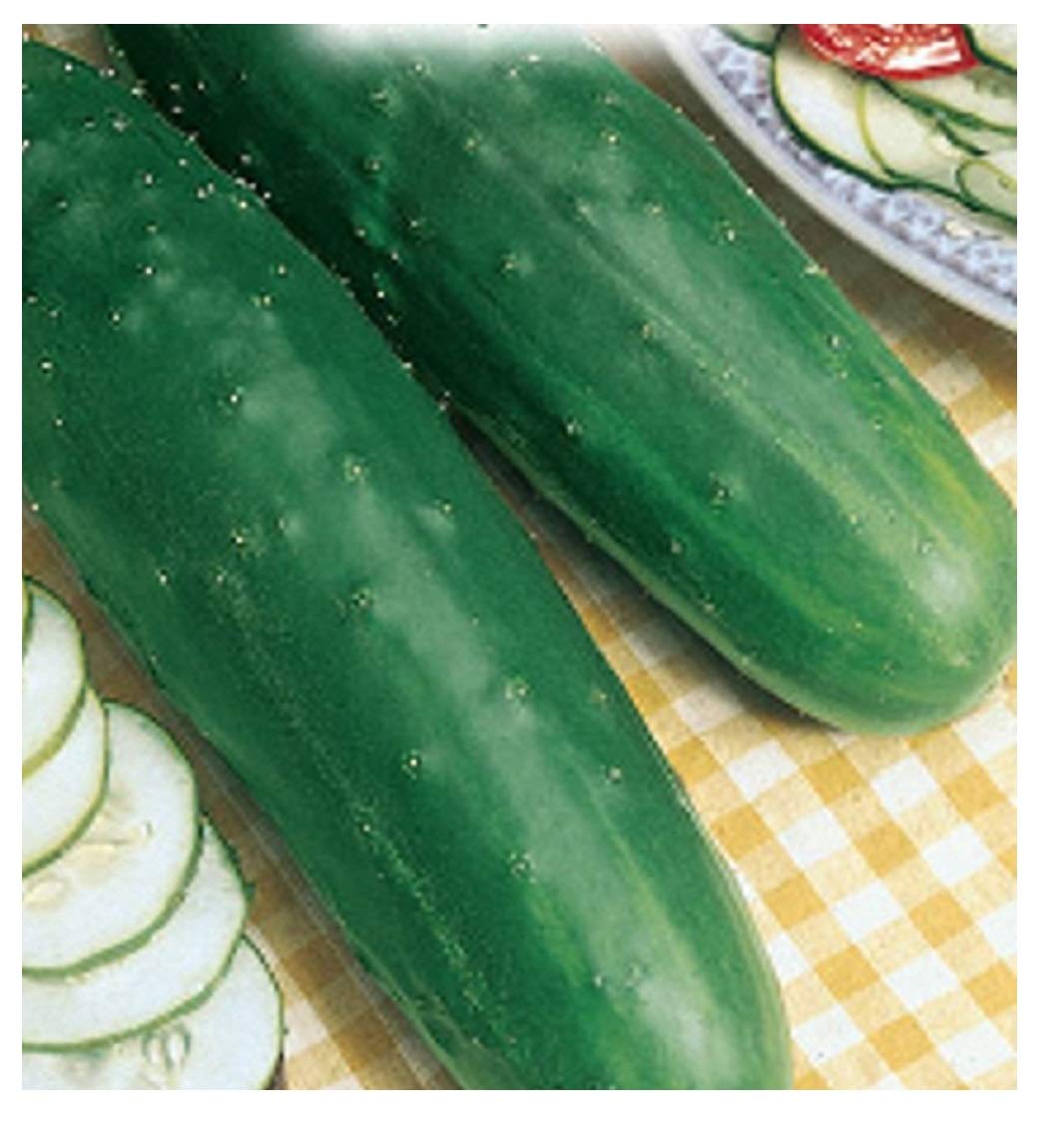 Pianta di cucumis sativus immagini e fotografie stock ad alta