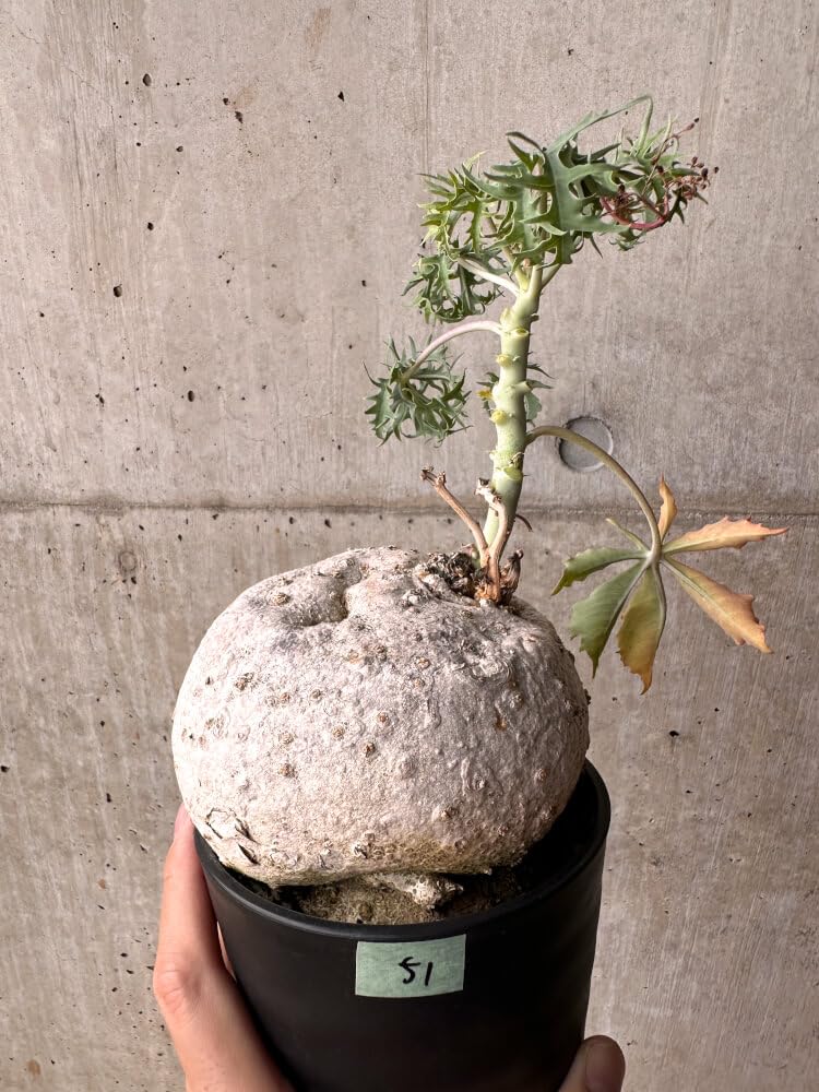 Amazon｜【現品限り】ヤトロファ・ポダグリカ 3年以上管理