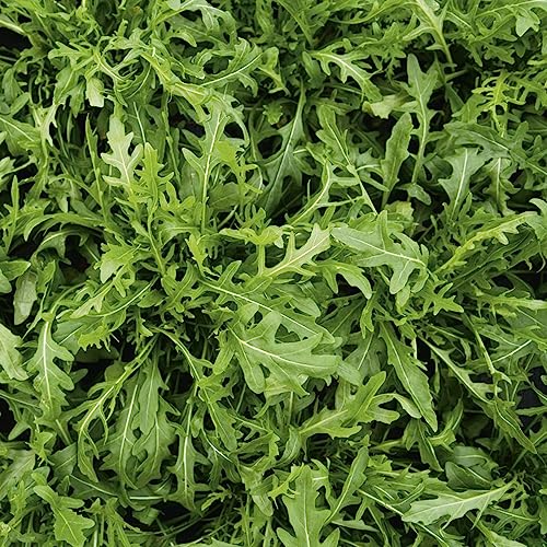 semi di rucola resistenti biologici, varietà antiche esotiche, perenni balcone 800pcs