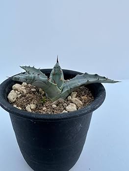 Amazon.co.jp: アガベ コロラータ Agave colorata 武蔵坊 抜き苗での