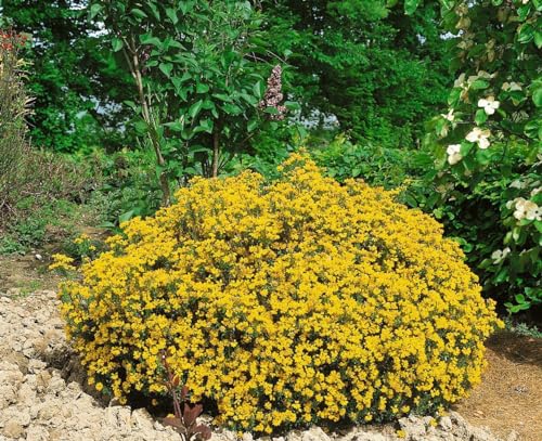 Genista hispanica 20–30 cm – Winterhart, Mehrjährig, Pflegeleicht – Spanischer Ginster – Zierstrauch für Steingarten & Garten
