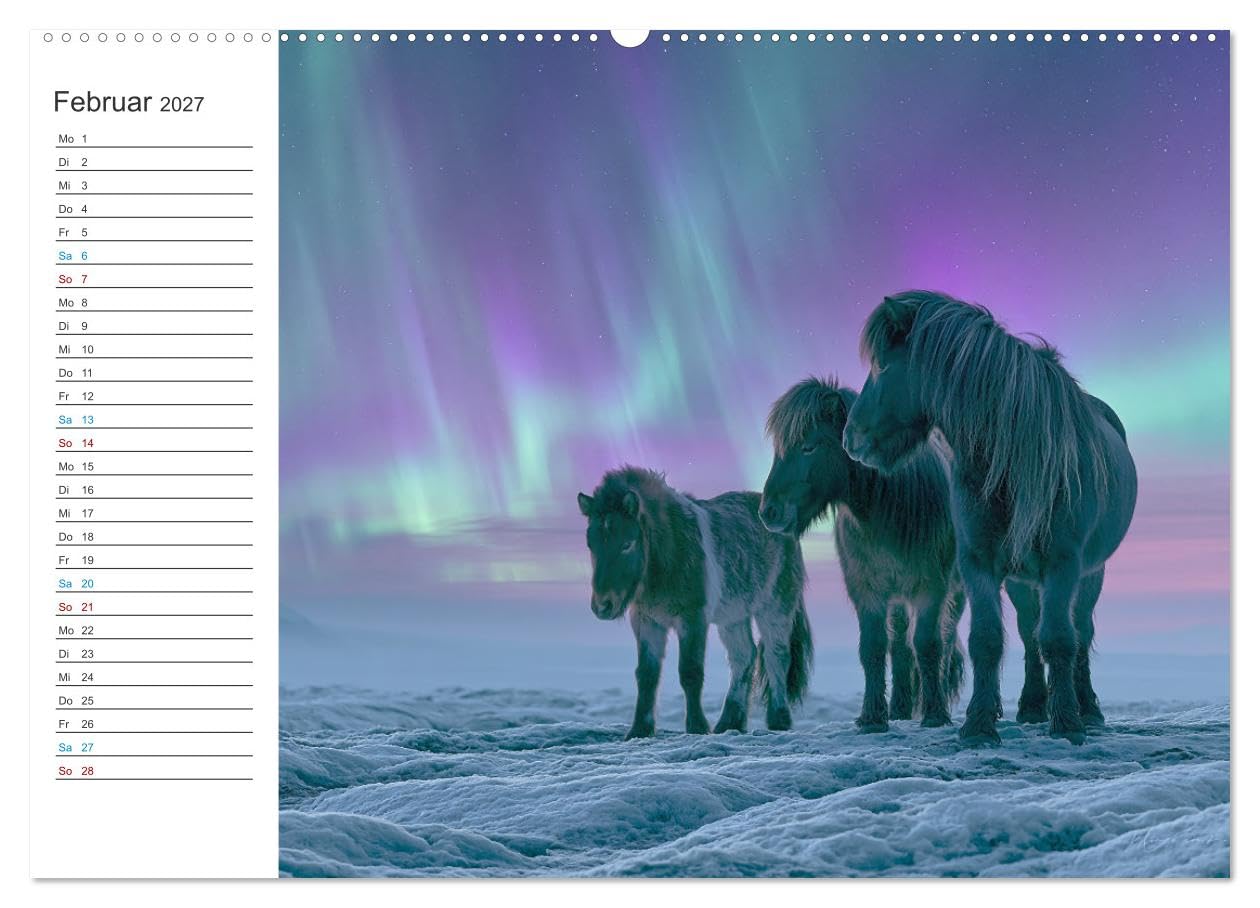 CALVENDO · Islandpferde (Kalender 2027) | DIN A2 Querformat · Premium-Wandkalender · Zwölf Monate voller beeindruckender Bilder zeigen majestätische Pferde…