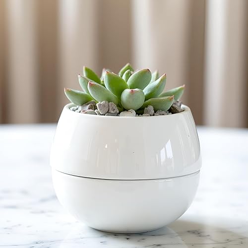 Miniatura 6 de Willowy Maceta pequeña para suculentas (paquete de 1) Macetas para suculentas con bandeja de drenaje Macetas de cerámica, macetas para