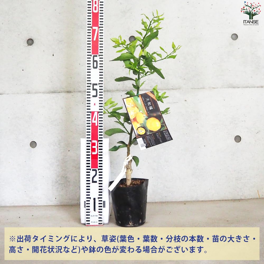 Amazon.co.jp: ITANSE 柑橘の苗 大和橘(ヤマトタチバナ) 15cm