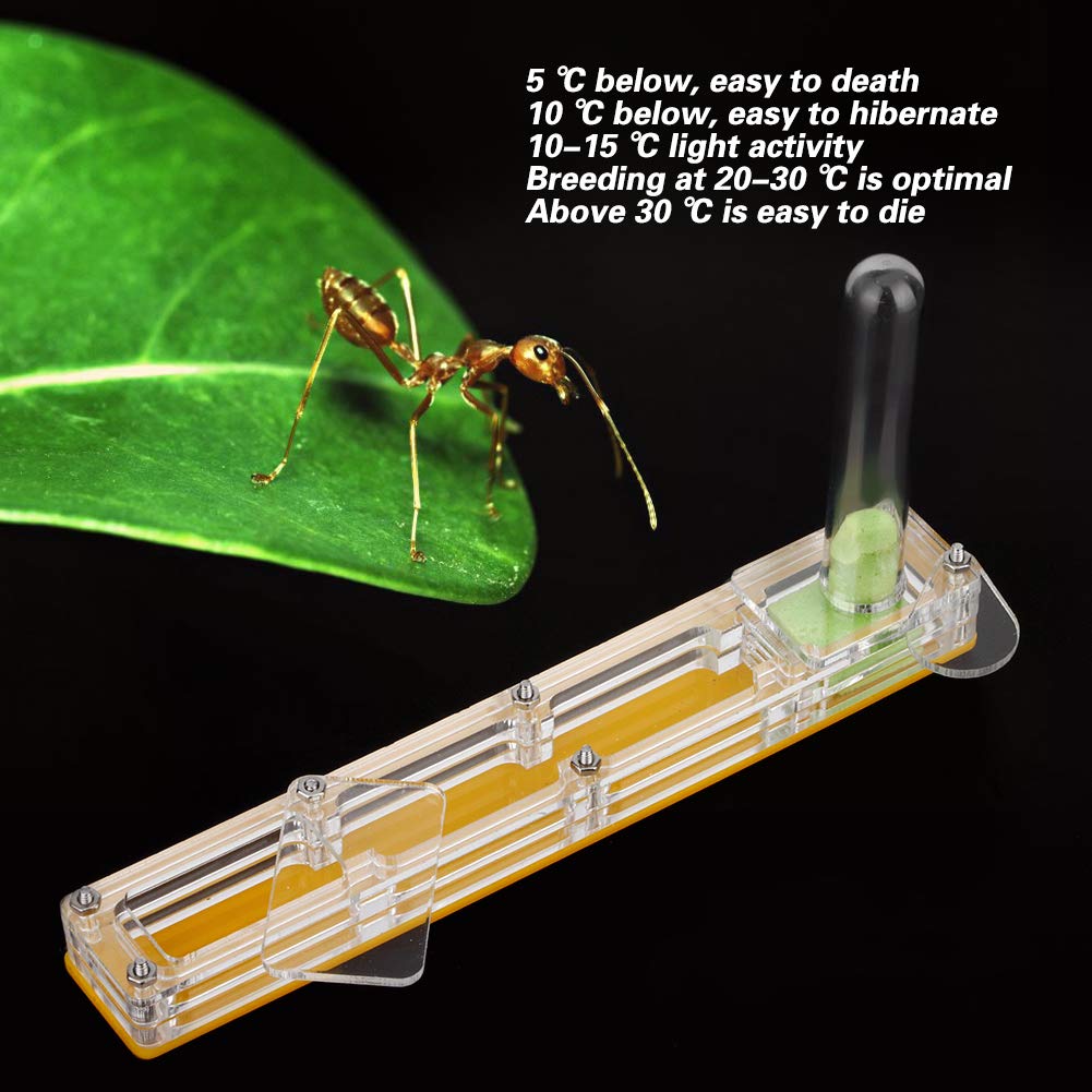 Ferme de Fourmis, nid de Fourmis nid de Fourmis en Acrylique Transparent, Maison pour Fourmis(Jaune)