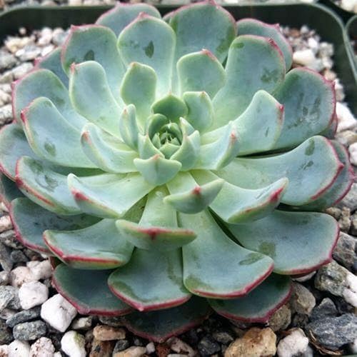 Echeveria Minima Cactus Cactus Suculenta Real Planta Viva