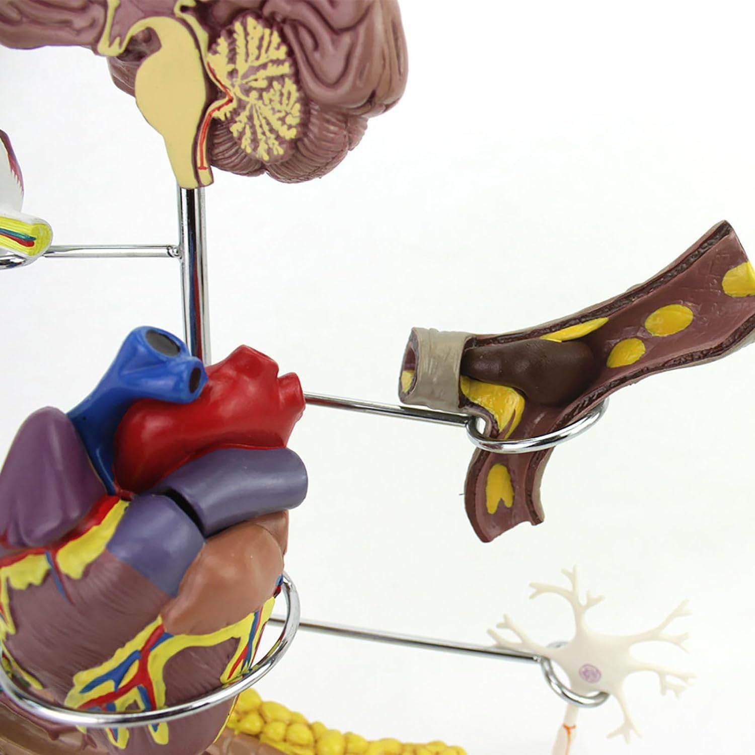 Zestaw modeli cukrzycy do edukacji - anatomia człowieka i fizjologia, replika komunikacji lekarz-pacjent, 8 sztuk