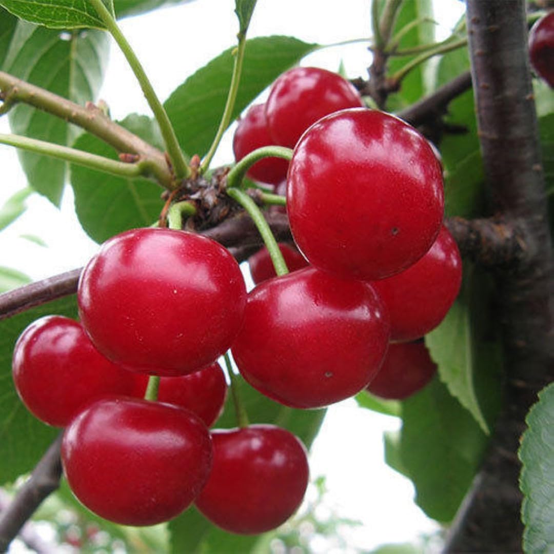 GREEN GARDEN SHOP Live Plant Dwarf Sweet Cherry Fruit Barbados Exotic (1 Healthy Live Fruit Plant) (B0CM6Q34NG) Amazon Price History, Amazon Price Tracker