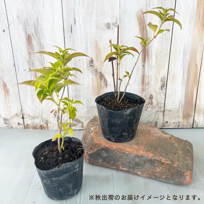 Amazon.co.jp: 予約販売 山アジサイ 黒竜 9cmポット 苗 花苗 苗木 山