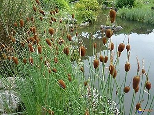 Small Reed Mace Reed Mace