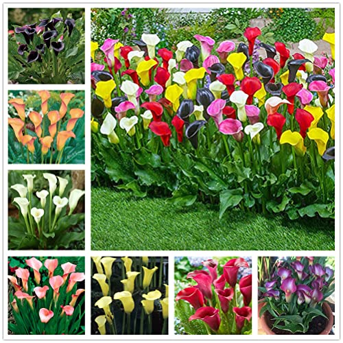 Bulbi Calla Gialla Alta Qualità - Fioritura Primaverile-Estiva - Foto 10