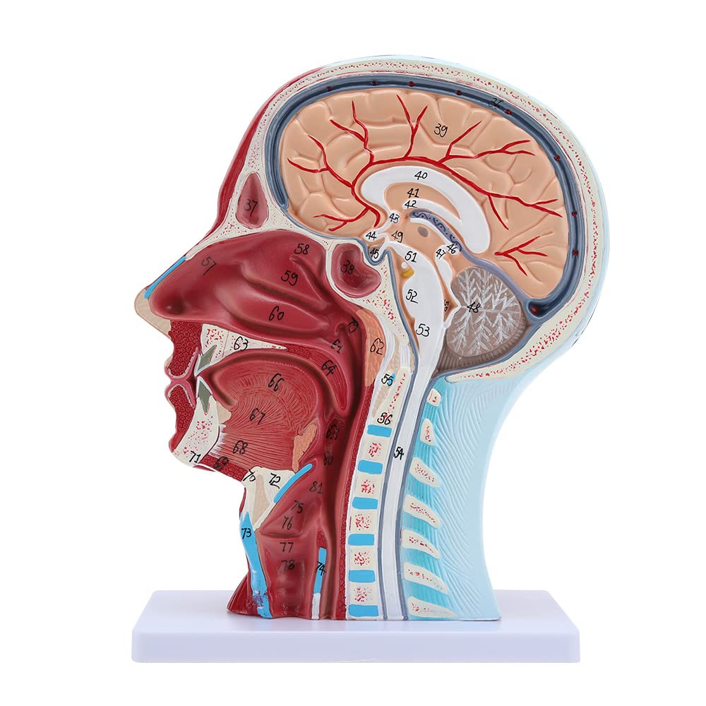 Buy Human Half Head Superficial Neurovascular Model with Musculature