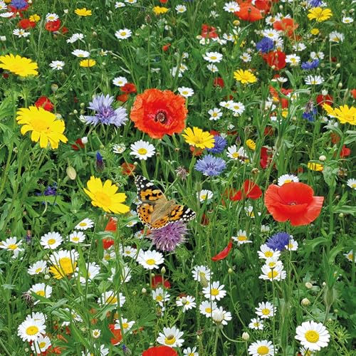 Pronto Seed Wildflower Seeds UK Mixed Variety Pack 100g