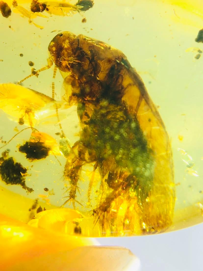 Burmese burmite Cretaceous blattaria Insect Fossil Amber Myanmar