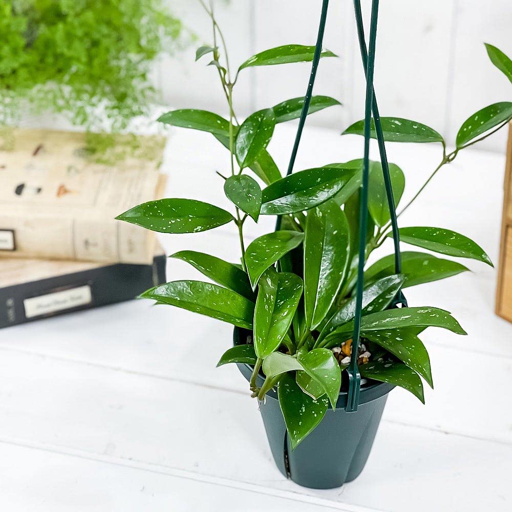Amazon｜PLANCHU 観葉植物 ホヤ プビカリクス シルバーピンク 4号吊り