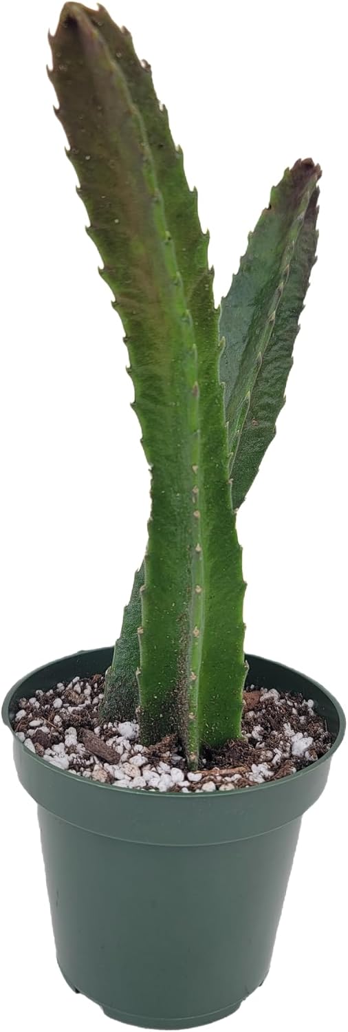 Starfish Cactus with Beautiful Giant Yellow Flowers | Stapelia gigantea | Giant Starfish Plant | Rare Live Plant Huernia | CA Seller (2 Big Plants, in a 4.5" Pot)