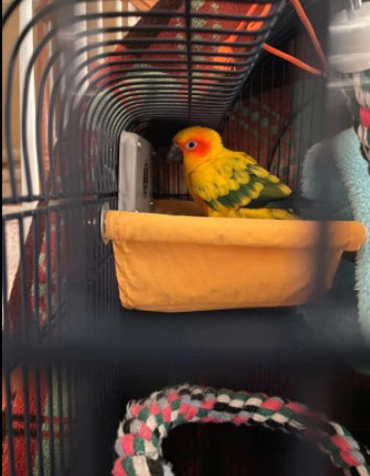 Nid de Cage à Oiseaux, lit superposé pour hamac à Oiseaux, grottes de nid d'oiseau