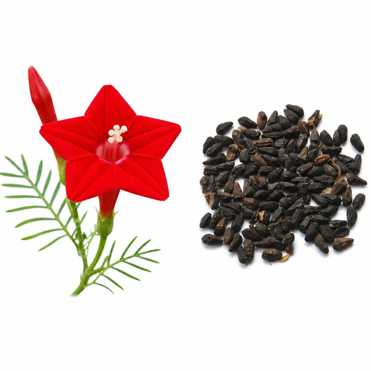 Pack of 50 Cypress Vine Live Plant (Red Star Flower)-image-24