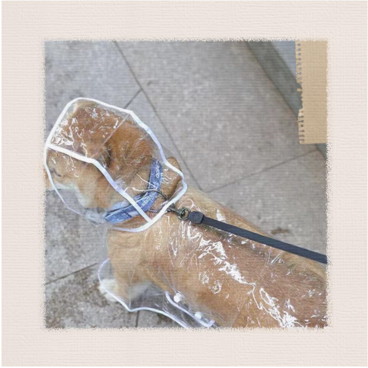 Imperméable pour Chien, Poncho de Pluie en PVC Transparent, Chien à Capuche, Vêtements de Pluie, Taille 52 cm