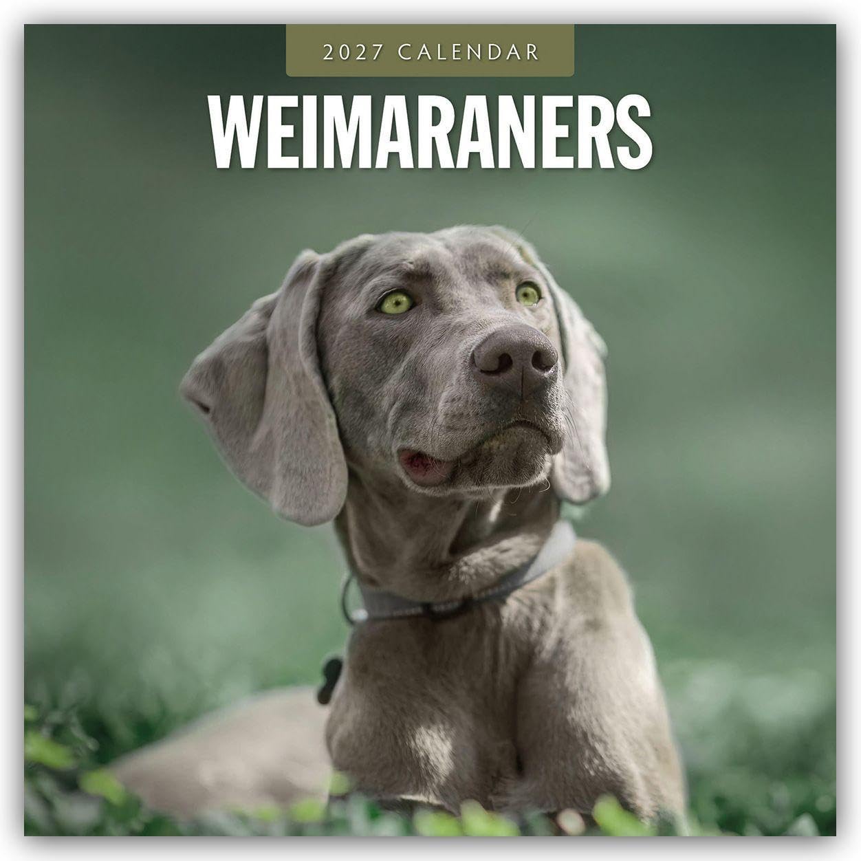 Weimaraners 2027 Square Wall Calendar: Original Red Robin Publishing Ltd-Kalender [Mehrsprachig] [Kalender]