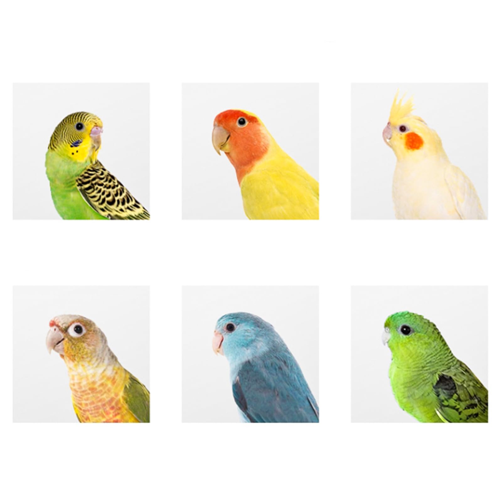 Hiceeden 2 Pack Sittich Nistkasten Wellensittich Zuchtbox, Natürliche Vogel zuchtbox, Vogelhaus for Wellensittich Unzertrennliche, Nymphensittich, Papageien Paarung, Voliere, 19.5 x 12 cm