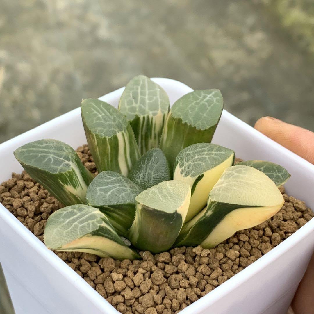 29d ハオルチア　多肉植物　特網コレクタ錦　自家繁殖 Amazon｜多肉植物 ハオルチア 特網コレクタ錦｜観葉植物 オンライン通販