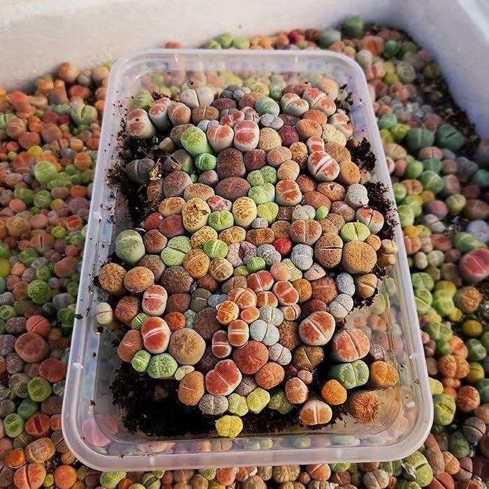 Amazon.co.jp: DT10 リトープス カラフル100苗玉セット かわいい多肉