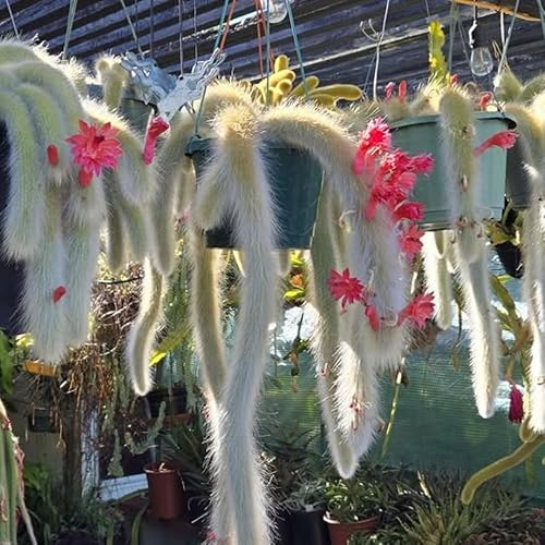 Miniatura 6 de Planta viva de cactus de cola de mono, cactus arrastrado, suculenta colgante para plantar, en maceta de 2 pulgadas