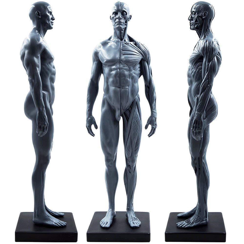 11inch Male & Female 2 Pezzi Human Anatomy Figura e la Pelle Modello Materiale di Laboratorio, anatomico di Riferimento per artisti Gray (Maschio + Femmina)
