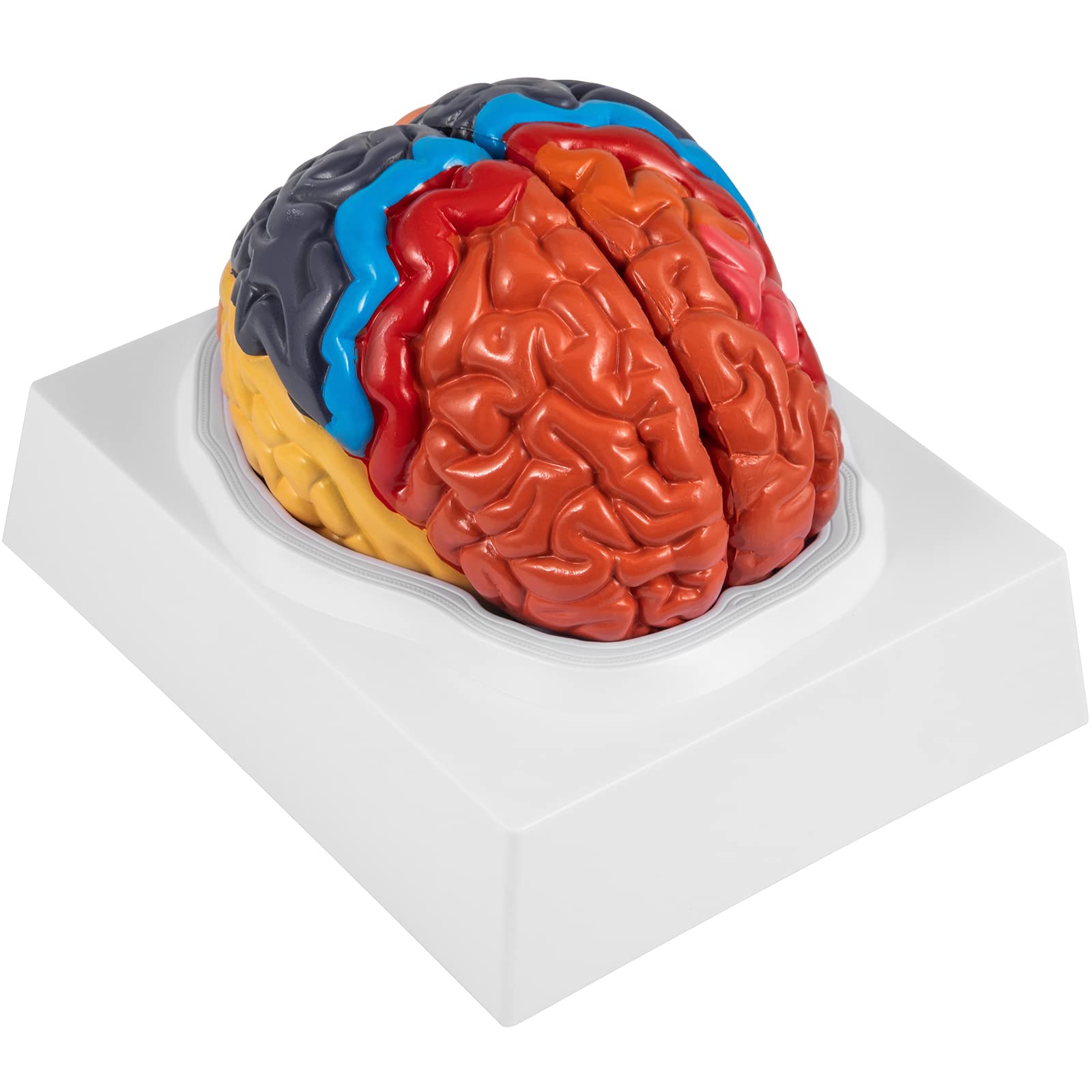 Vevor Human Brain Model Anatomy 2 Part Model Of Brain | Desertcart INDIA