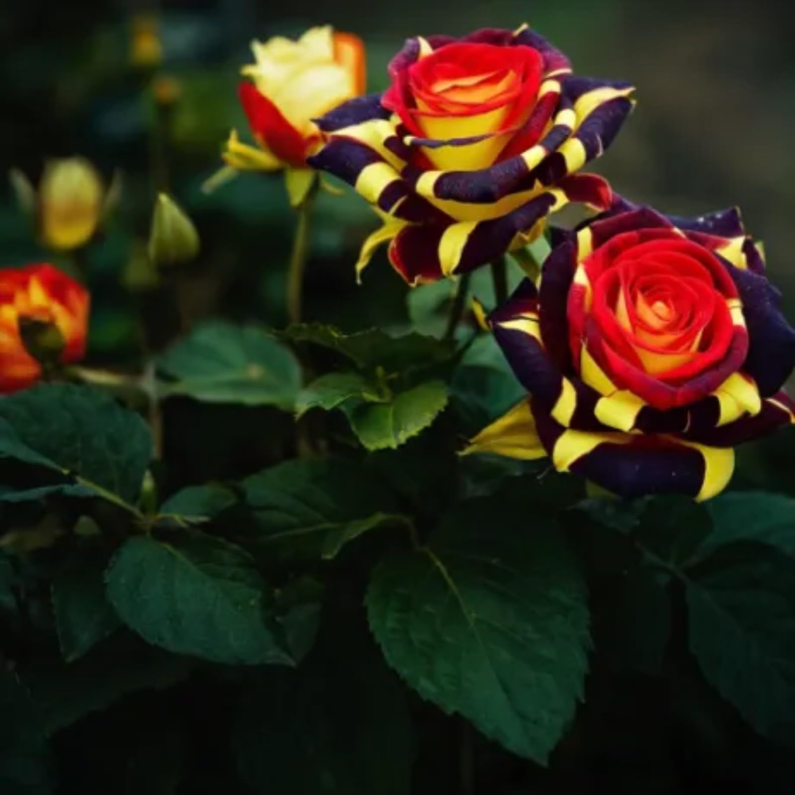 Unique Rose Bulbs for Planting Now UK Ornamental Perennial Natural Organic Excellent Good for Containers Cold-Resistant Easy Plant Display Greening Flower-2bulbs-I — image 1