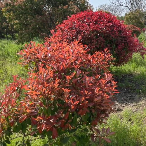 Semillas de petirrojo rojo de Photinia - cobertura - decoracion de níspero rojo petirrojo Arbustos de rápido crecimiento como pantallas de privacidad 25pcs